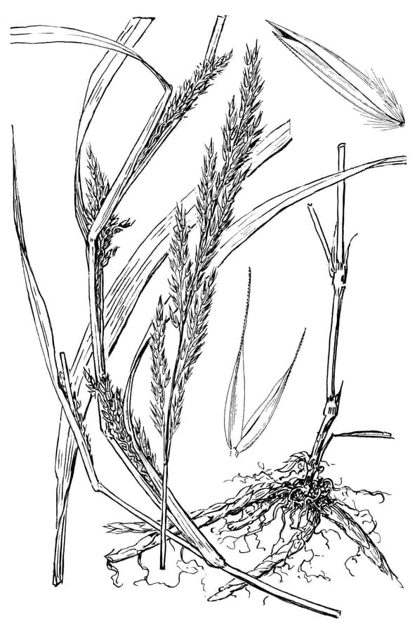 Muhlenbergia frondosa bladrijke stengels en pluimen langs een oever