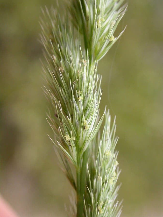 Muhlenbergia glomerata pluimachtige aren in een vochtige oeverplanting