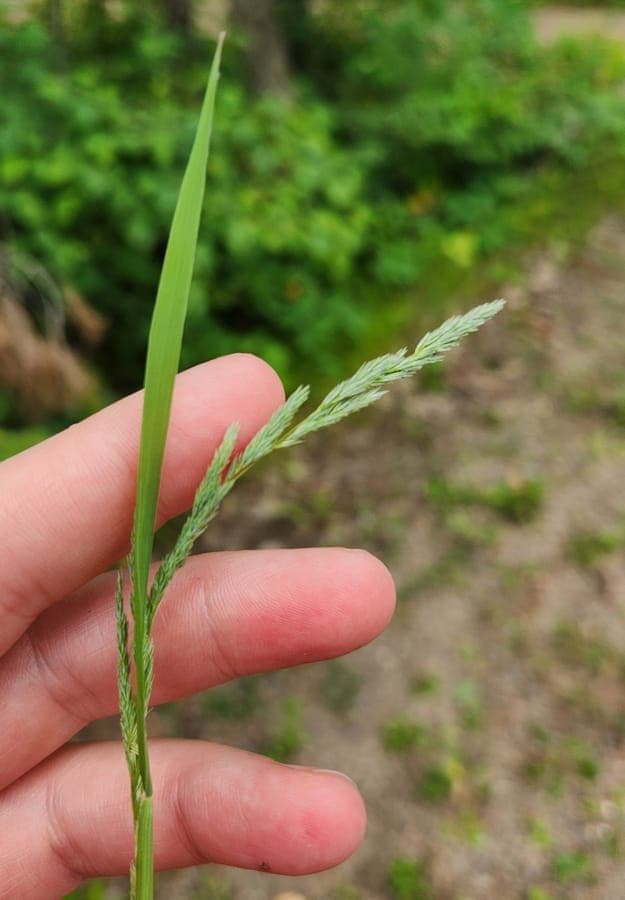Herbe Muhlenbergie du Mexique en floraison complote avec epis floraux delicats