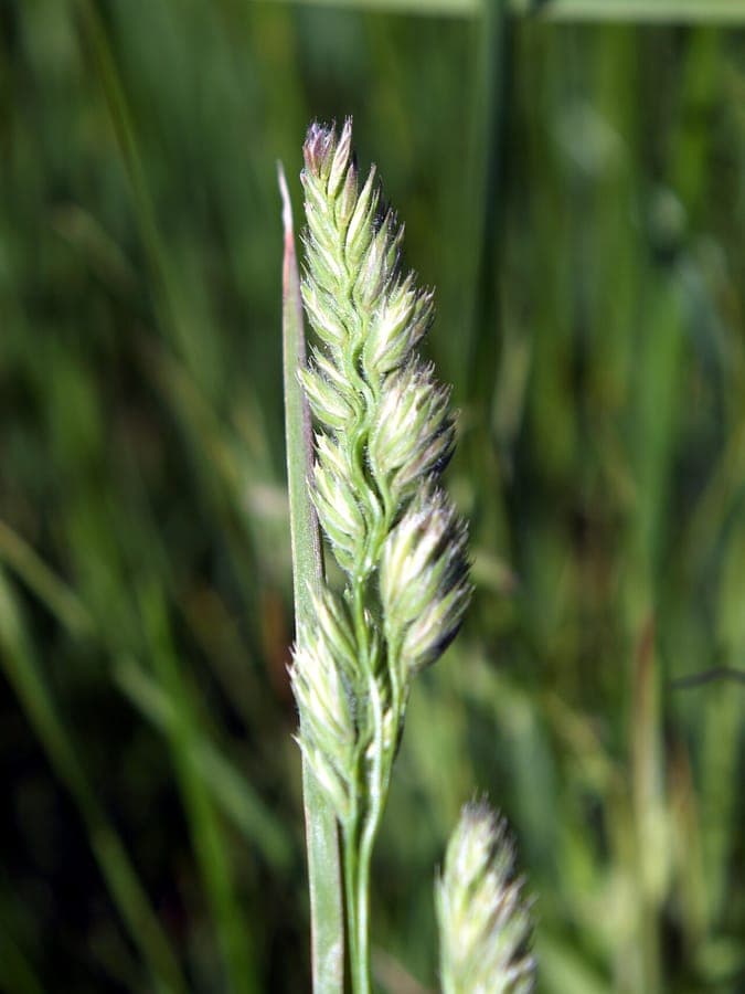 Muhlenbergia racemosa, marsh muhly forming a dense clump of upright green stems