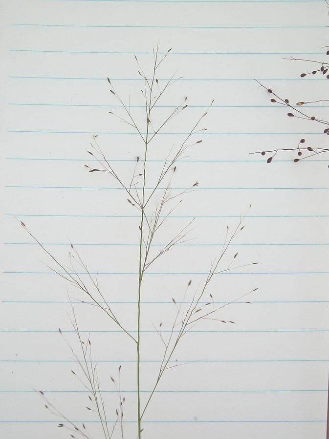 Muhlenbergia uniflora, bog muhly forming a fine-textured clump of slender stems along a moist bank