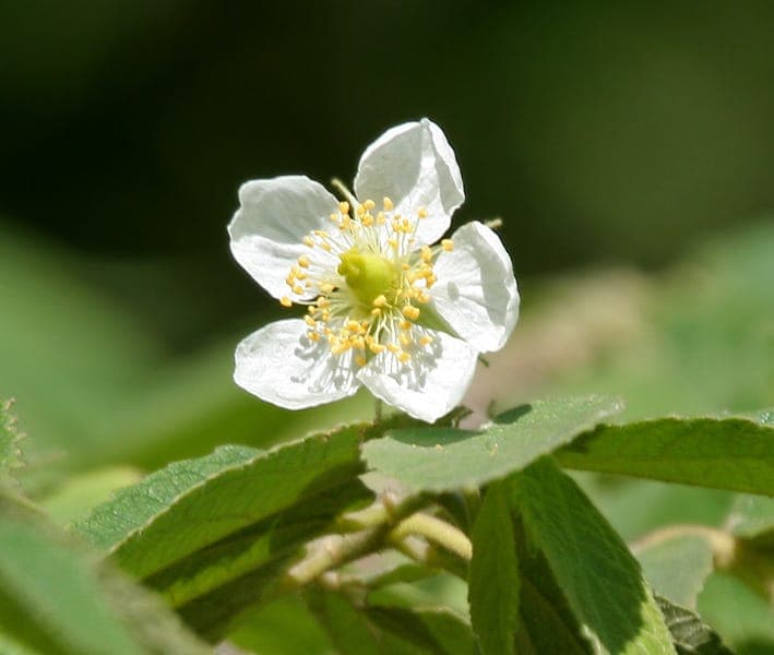 Muntingia calabura met groene bladeren en rode vruchten