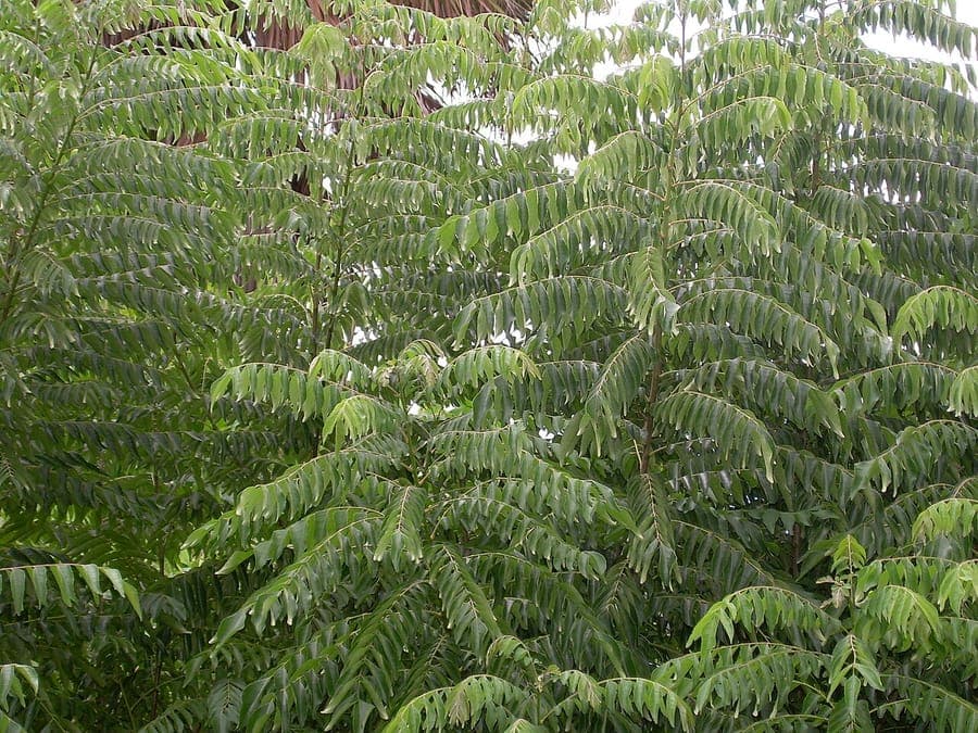 Curry leaf tree with green foliage and white fragrant flowers