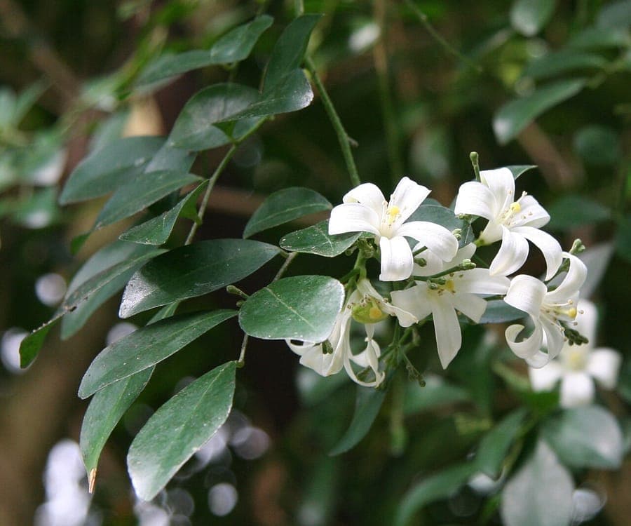 Murraya paniculata plant with white flowers and green leaves
