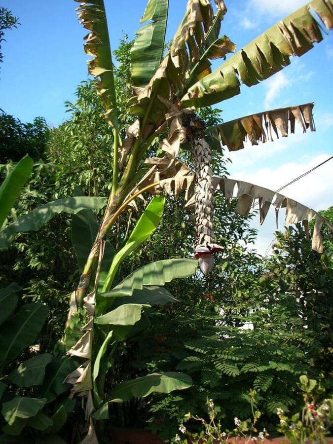 Musa balbisiana avec ses grandes feuilles vertes et grappes de fruits