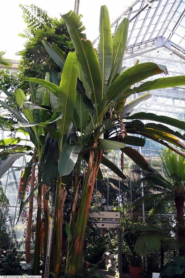 Abaca plant with large green leaves in tropical garden setting