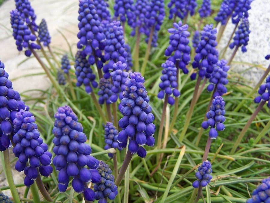 Dichte Trauben blauer Blüten der Armenischen Traubenhyazinthe in voller Blüte zwischen frühjahrsgrünen Blättern