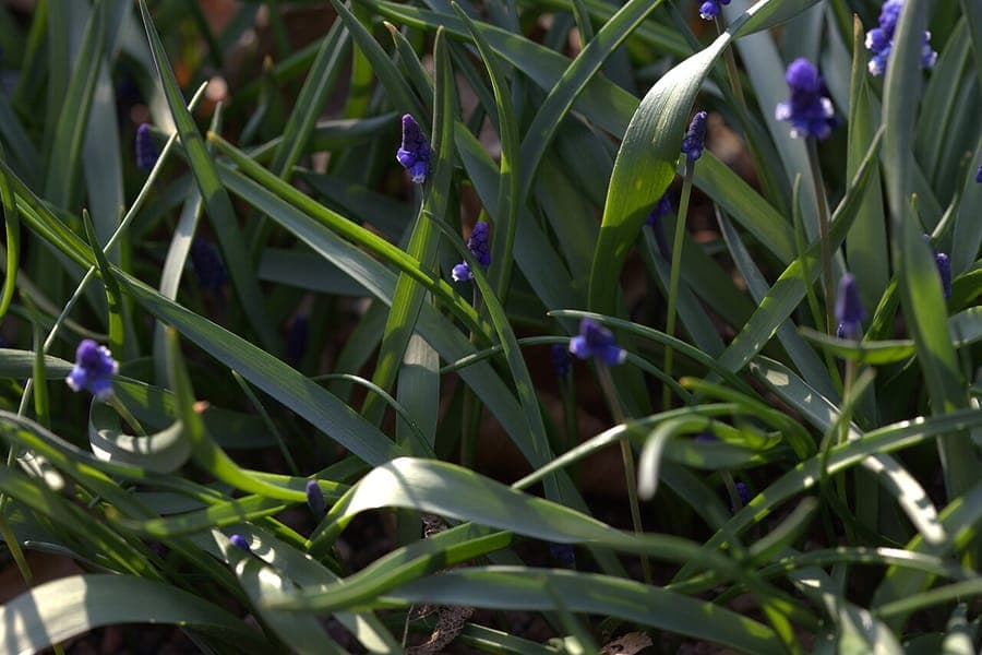 Aucheri grape hyacinth displaying characteristic small bright blue flowers in spring