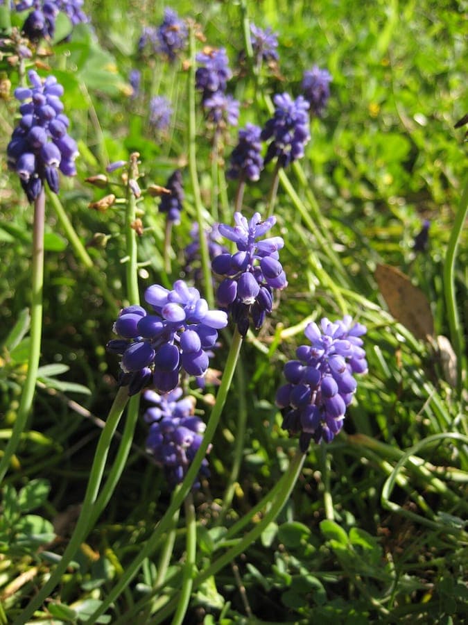 Clusters of grape-hyacinth in full bloom along a woodland edge