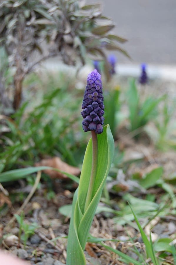 Zweifarbige Blüten der breitlaubigen Traubenhyazinthe
