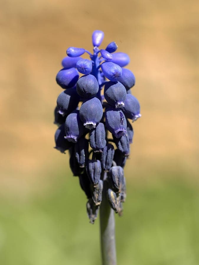 Trosjes donkerblauwe bloemen van de troshyacint in volle bloei op een licht beschaduwde plek in de tuin