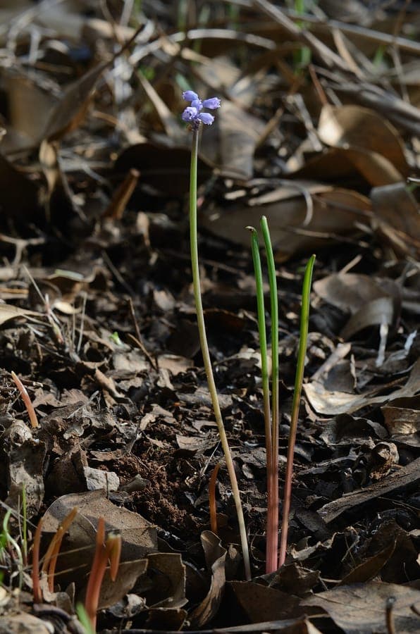 Muscari parviflorum with small blue flower clusters