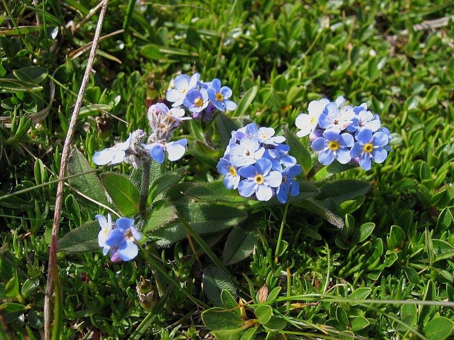 Alpenvergeetmijnietje met tiny blauwe bloemen