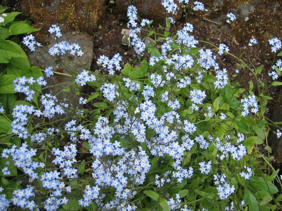 Myosotis decumbens Pflanze mit blauen Bluten im Steingarten