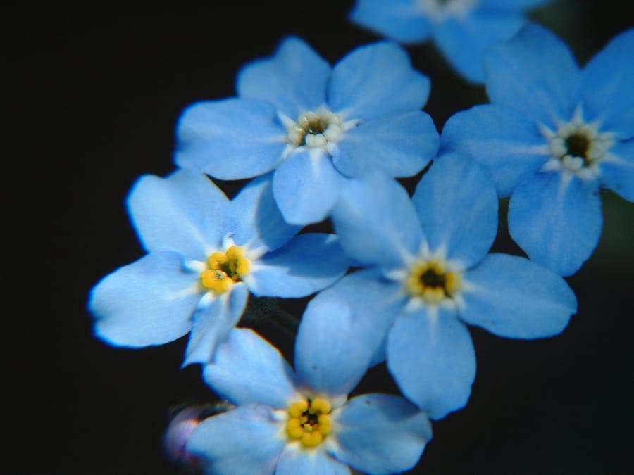 Myosotis latifolia met kleine blauwe bloemen