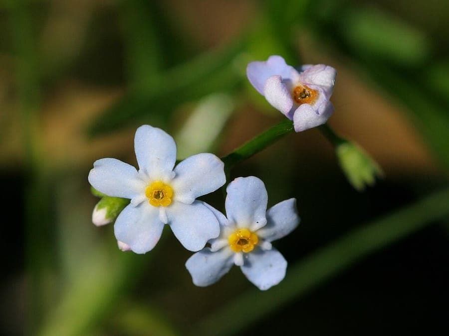 Myosotis laxa lockere Bluetenstaender blau