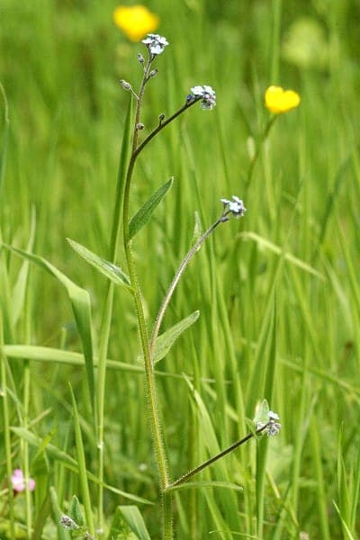 Hain-Vergissmeinnicht mit zarten blau-violetten Bluten