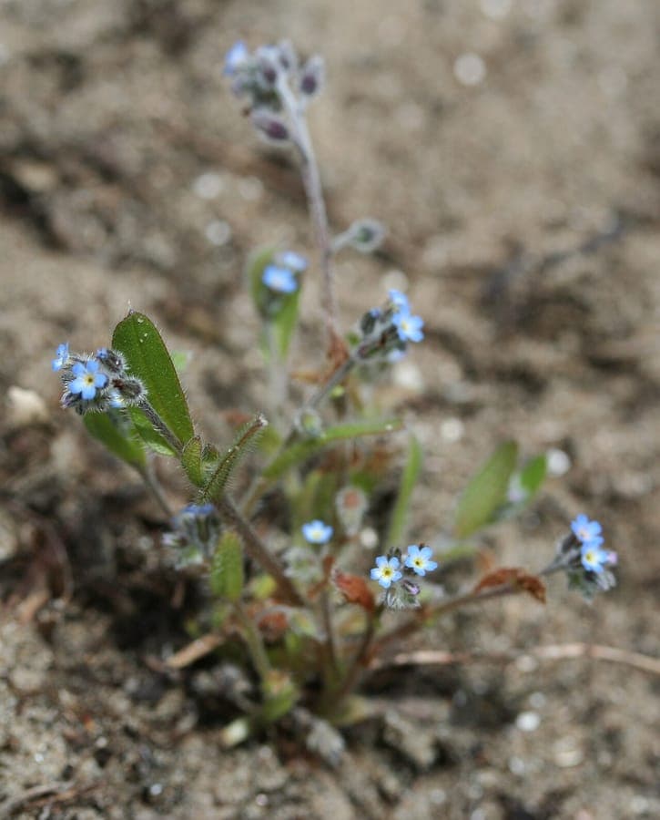 Myosotis ramosissima small white flowers light blue tint