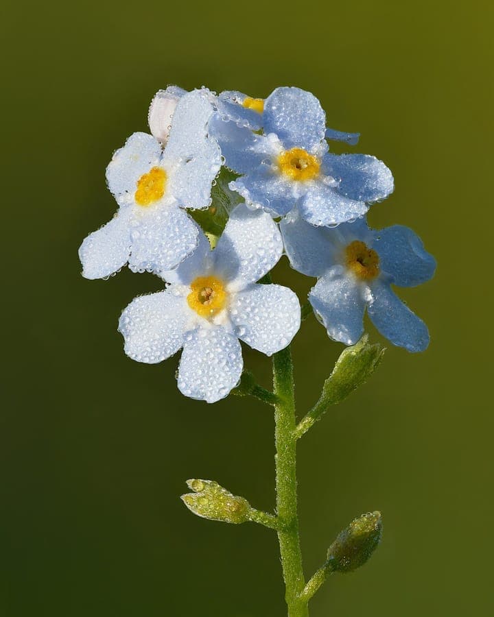Myosotis scorpioides blue flowers waterside planting