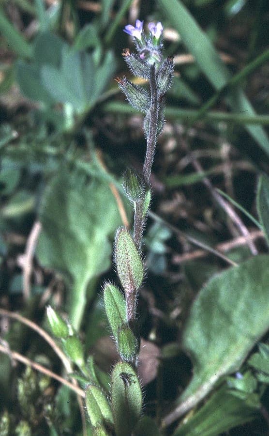 Myosotis stricta steife aufrechte Wuchsform blaue Blueten