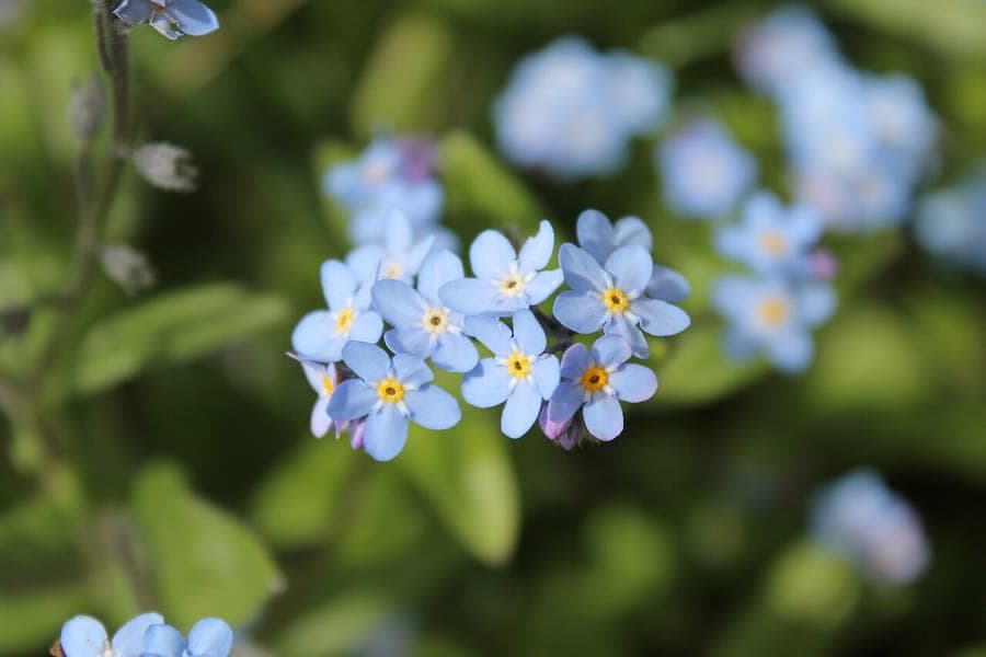 Grappe de minuscules fleurs bleu ciel du myosotis sylvestre dans un environnement de jardin ombrage.