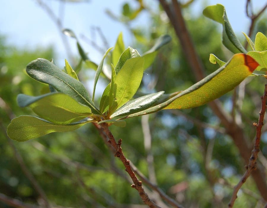Arbuste Myrica pensylvanica avec baies caractéristiques recouvertes de cire