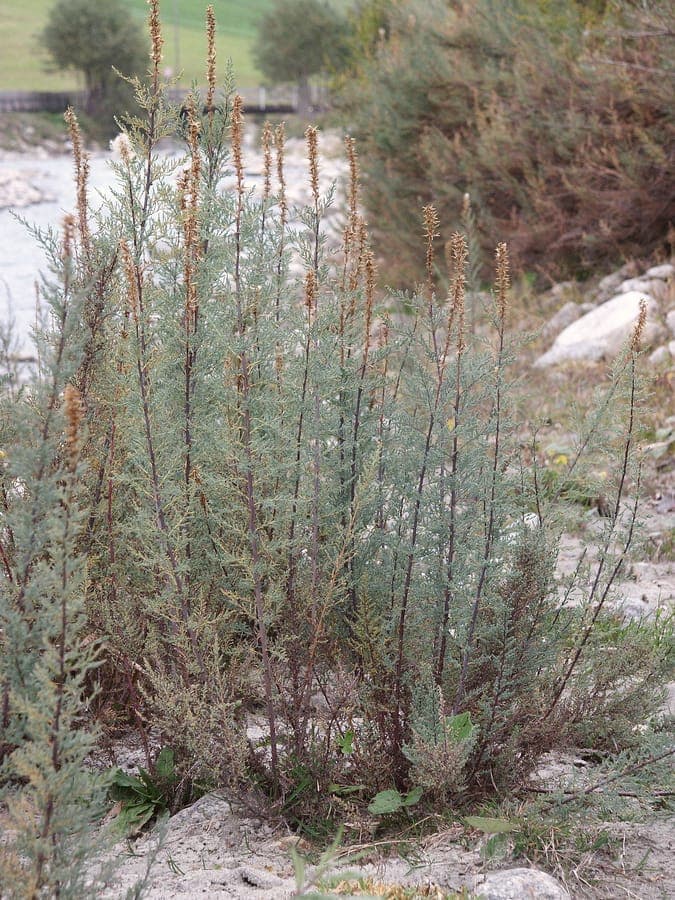German false tamarisk with pink flower clusters and fine needles