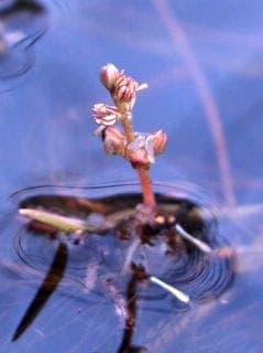 Delicate feather-like aquatic plant with finely divided green leaves underwater.