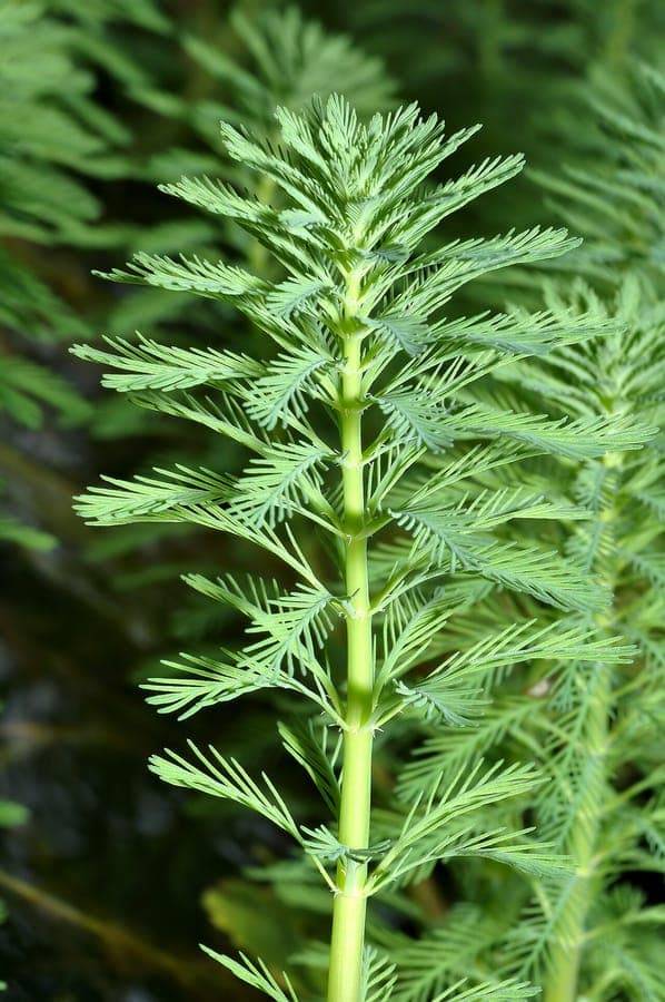 Fine feathery foliage of Brazilian water-milfoil growing partially above water in tropical setting.