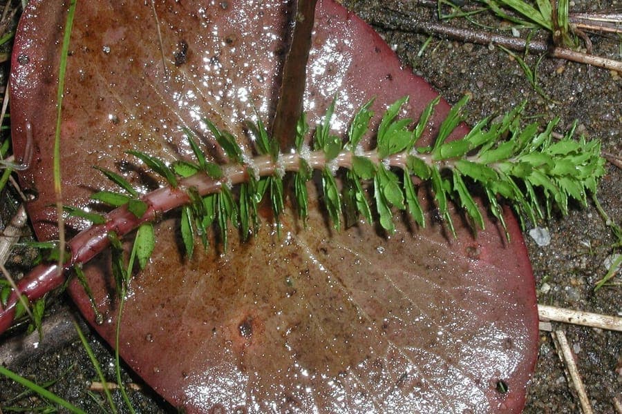 Myriophylle hétérophylle avec un feuillage vert plumeux fin dans l'eau