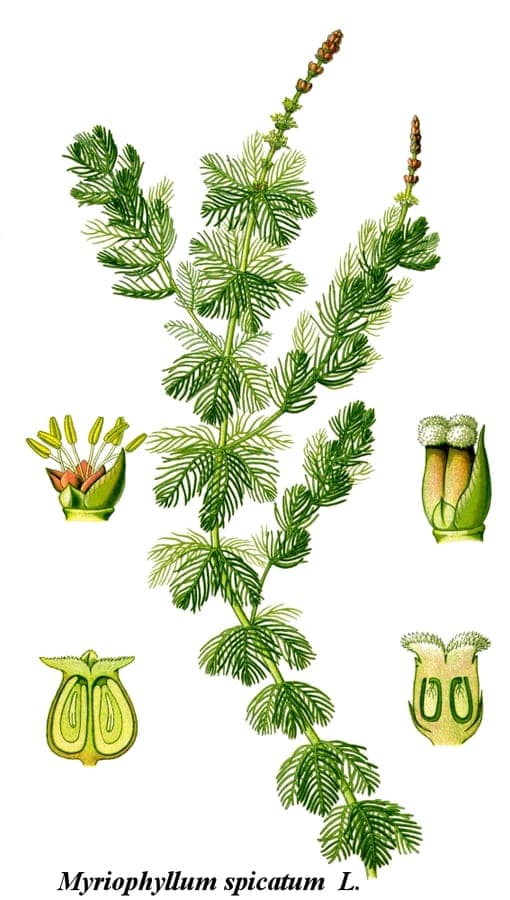 Tige submergee avec feuillage fin et plumeux, vegetation aquatique dense et verte.