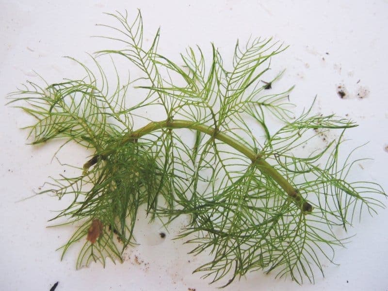 Coontail grows underwater with delicate feathery leaves