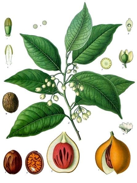 Nutmeg tree with ripening fruits