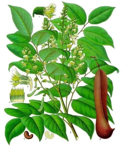 Balsam of Peru tree with compound leaves and brown bark