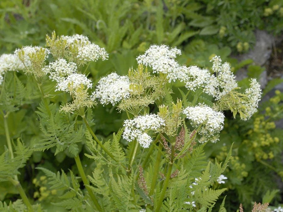 Myrrhis odorant fleurit en mai avec des fleurs blanches et des feuilles plumeux fines