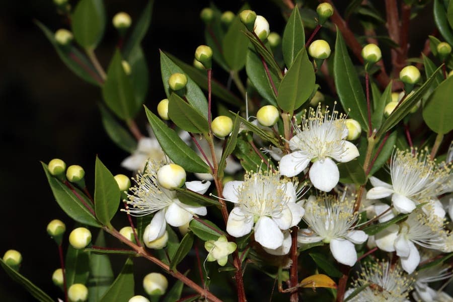Myrtle blooms in July-August with white flowers and fragrant berries
