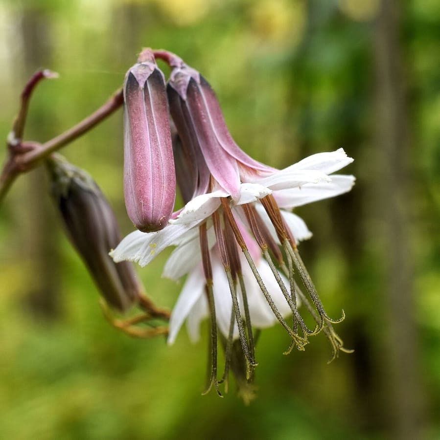 Nabalus albus with drooping white flower clusters at a shaded woodland edge