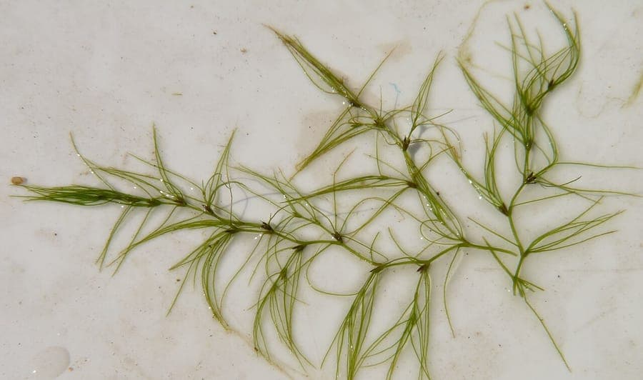 Slanke waterjuffer (Najas gracillima) in wateromgeving