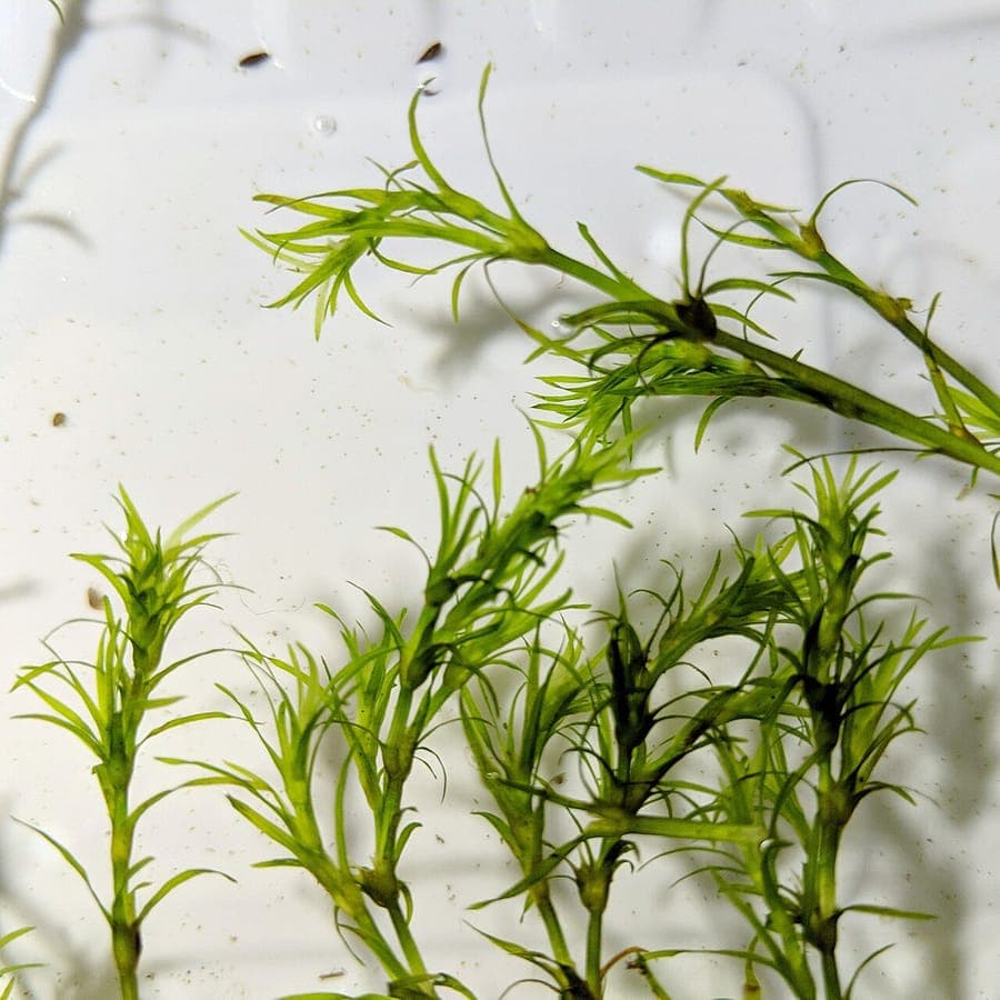 Najas guadalupensis with fine green leaves in water