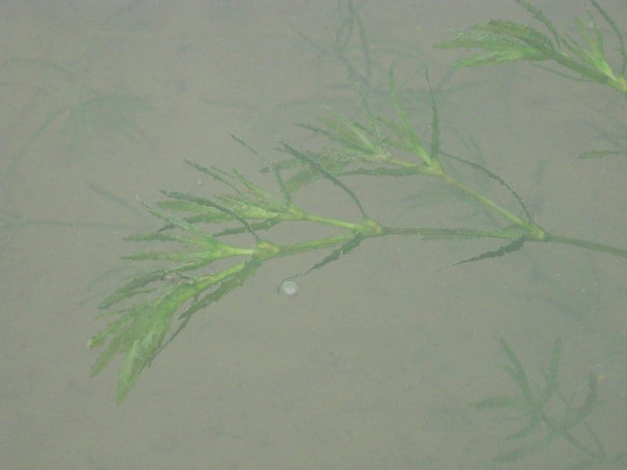Naiad grows densely underwater with fine green leaves