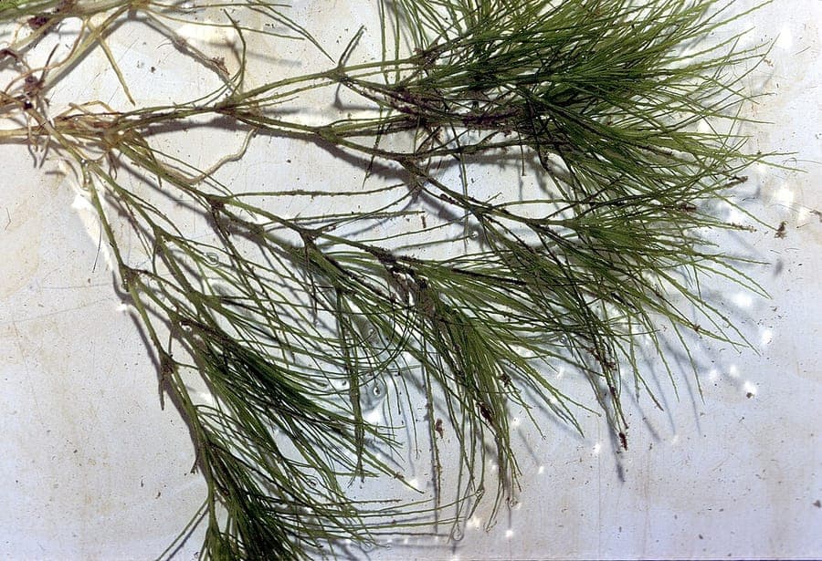 Slender naiad grows with elegant, extremely fine leaves