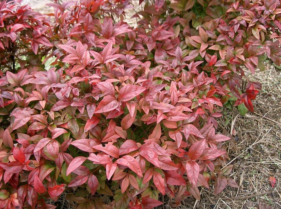 Nandina domestica with vivid red autumn foliage and clusters of glossy red berries