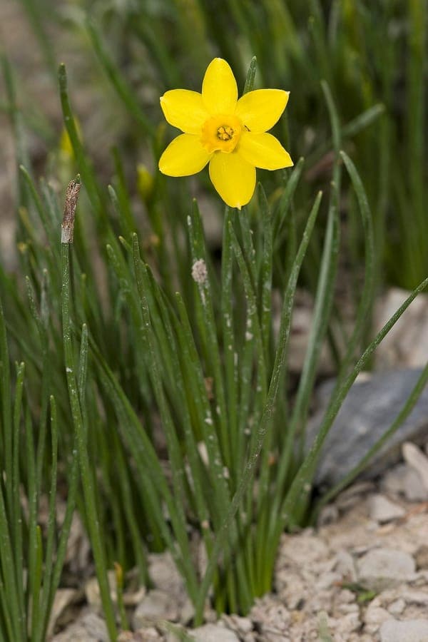 Narcissus assoanus displaying small yellow flowers with thread-like foliage in spring