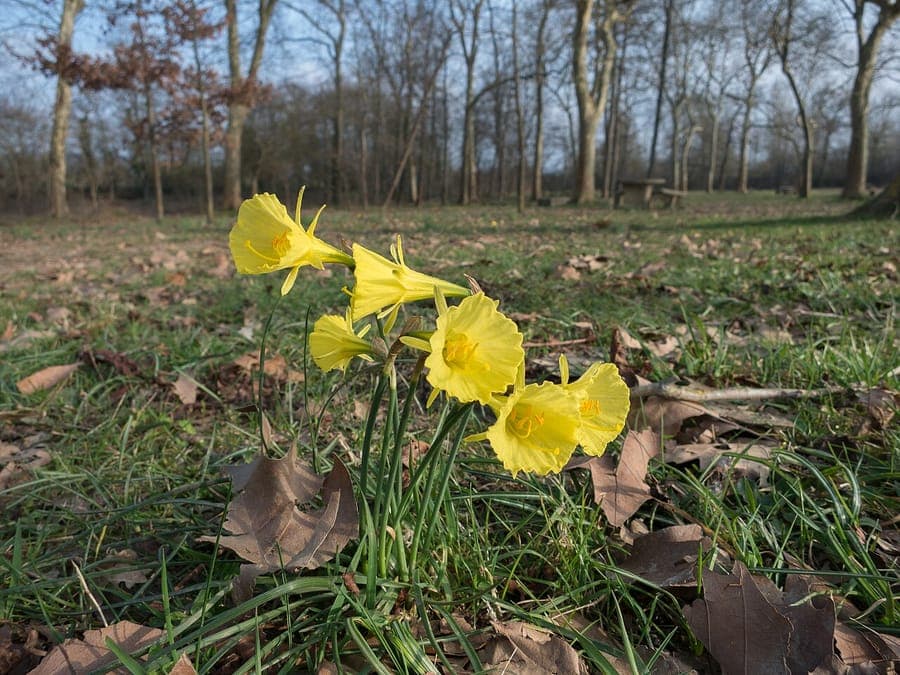 Petticoat daffodil blooming in early spring in a sunny spot with bright yellow trumpet flowers