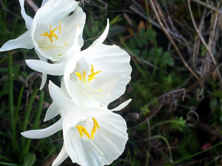 Asturische Narcis met witte bloembladen en gele hoepel kroon