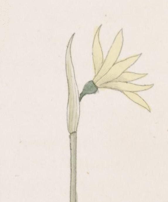 Gelbe Bluten von Narcissus cavanillesii