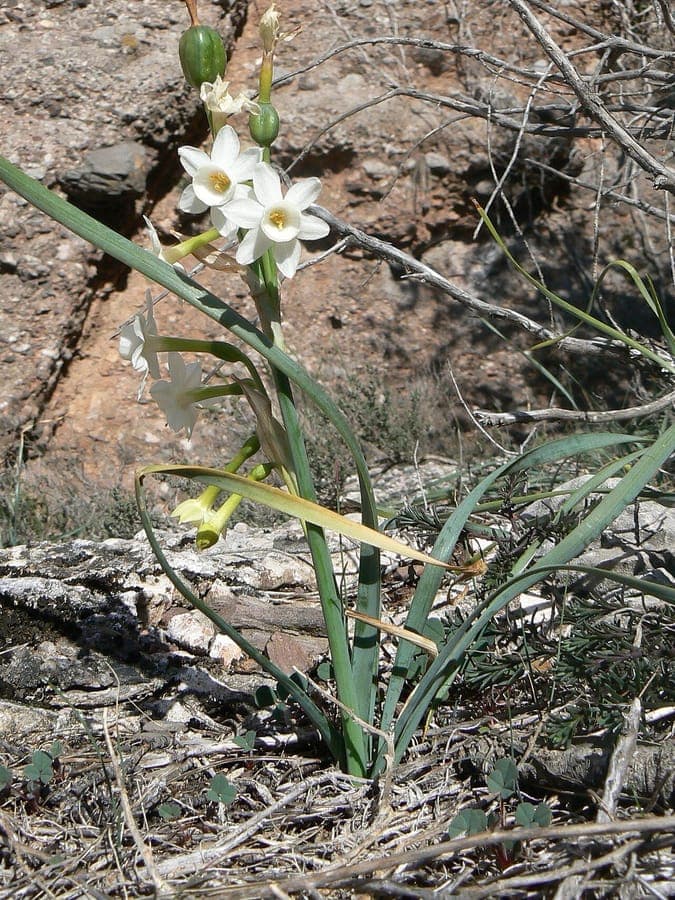 Narcissus dubius, ook bekend als Twijfelachtige narcis
