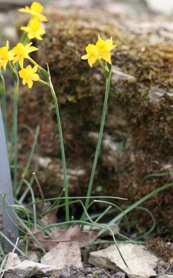 Fleurs Narcissus gaditanus en pleine gloire avec couronne rouge caractéristique