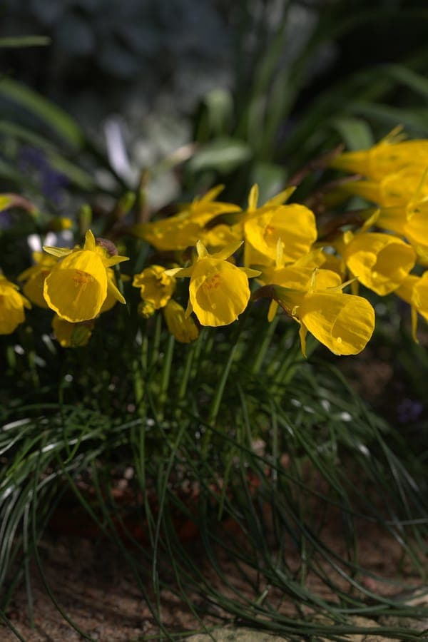 Gelbe Blute von Narcissus obesus (Krinolinen-Narzisse) mit breiter Krone