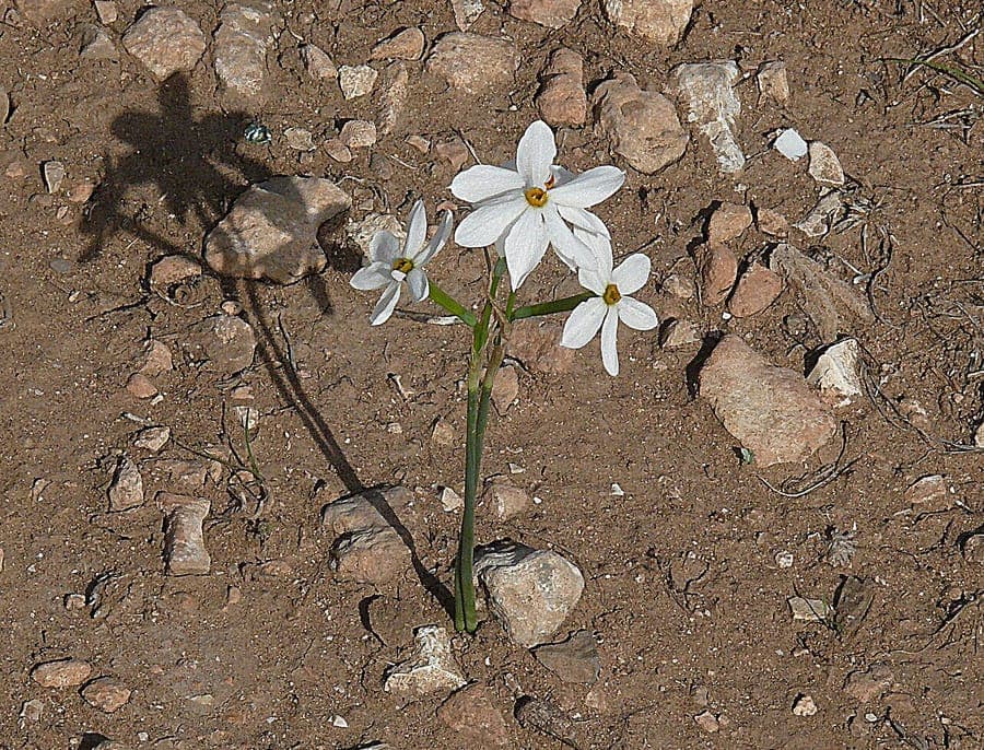 Flowers of Narcissus obsoletus (lesser narcissus)